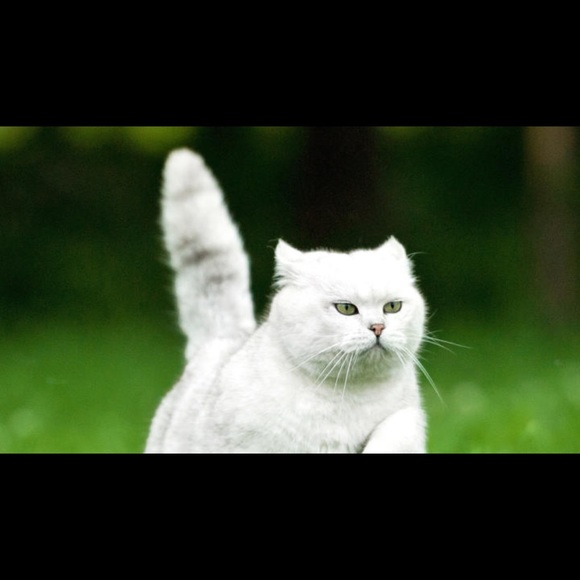 Meet your Posher, Sophia - Picture 1 of 1